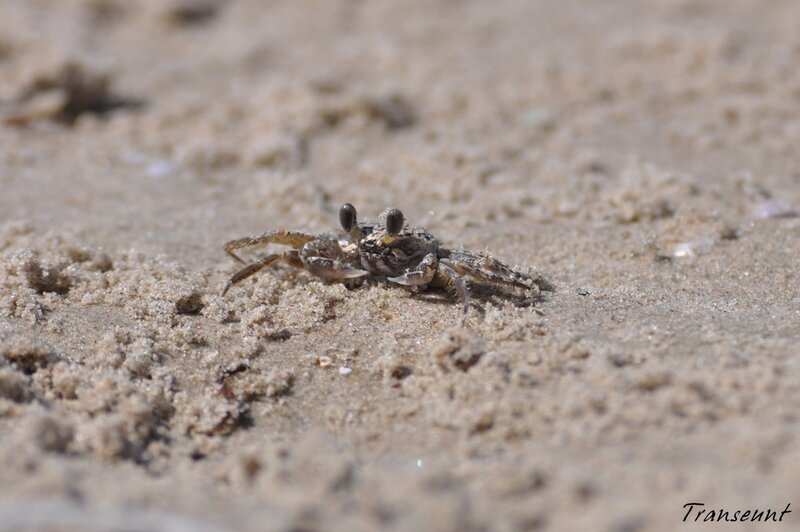 Small crab on sandy beach