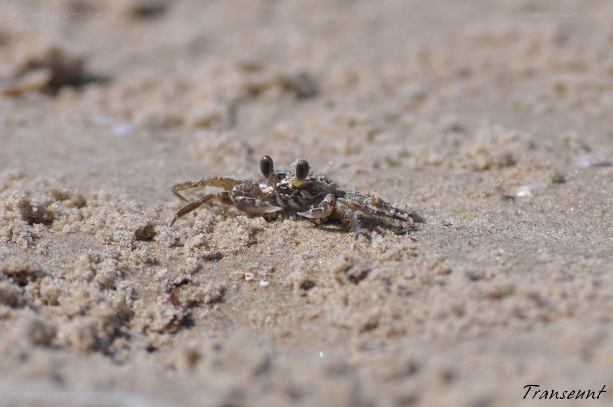 Small crab on sandy beach