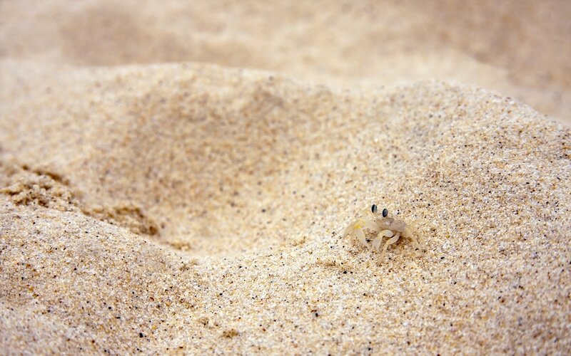 Small crab on sandy beach