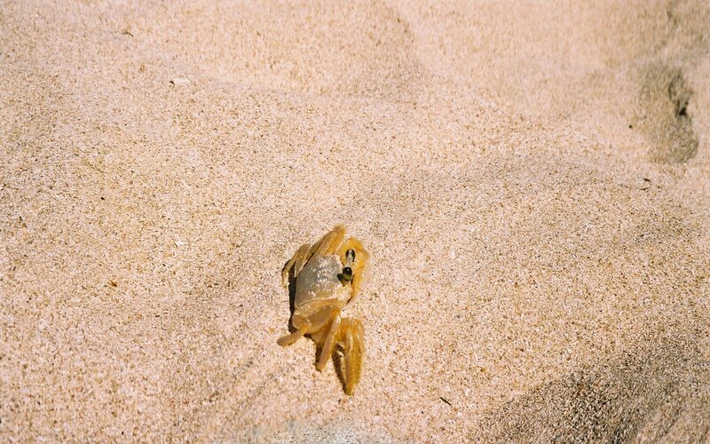 Small crab on sandy beach