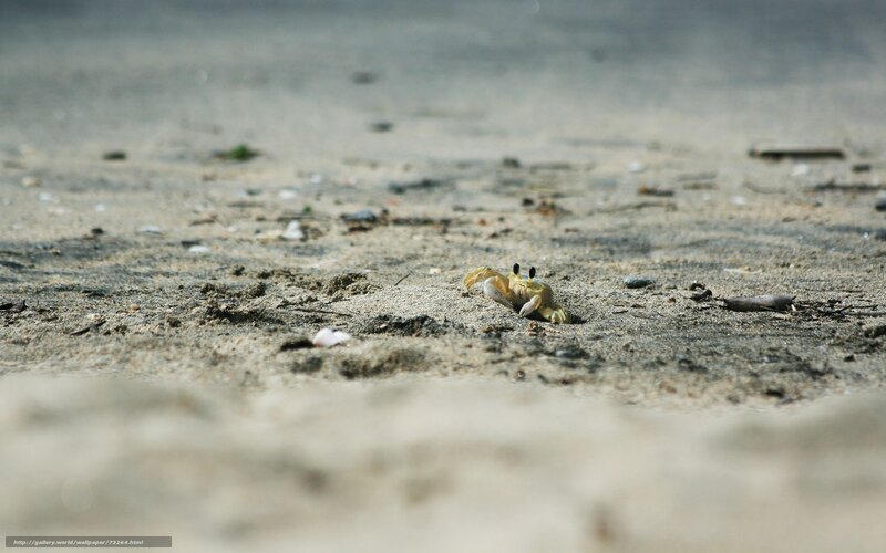 Small crab on sandy beach