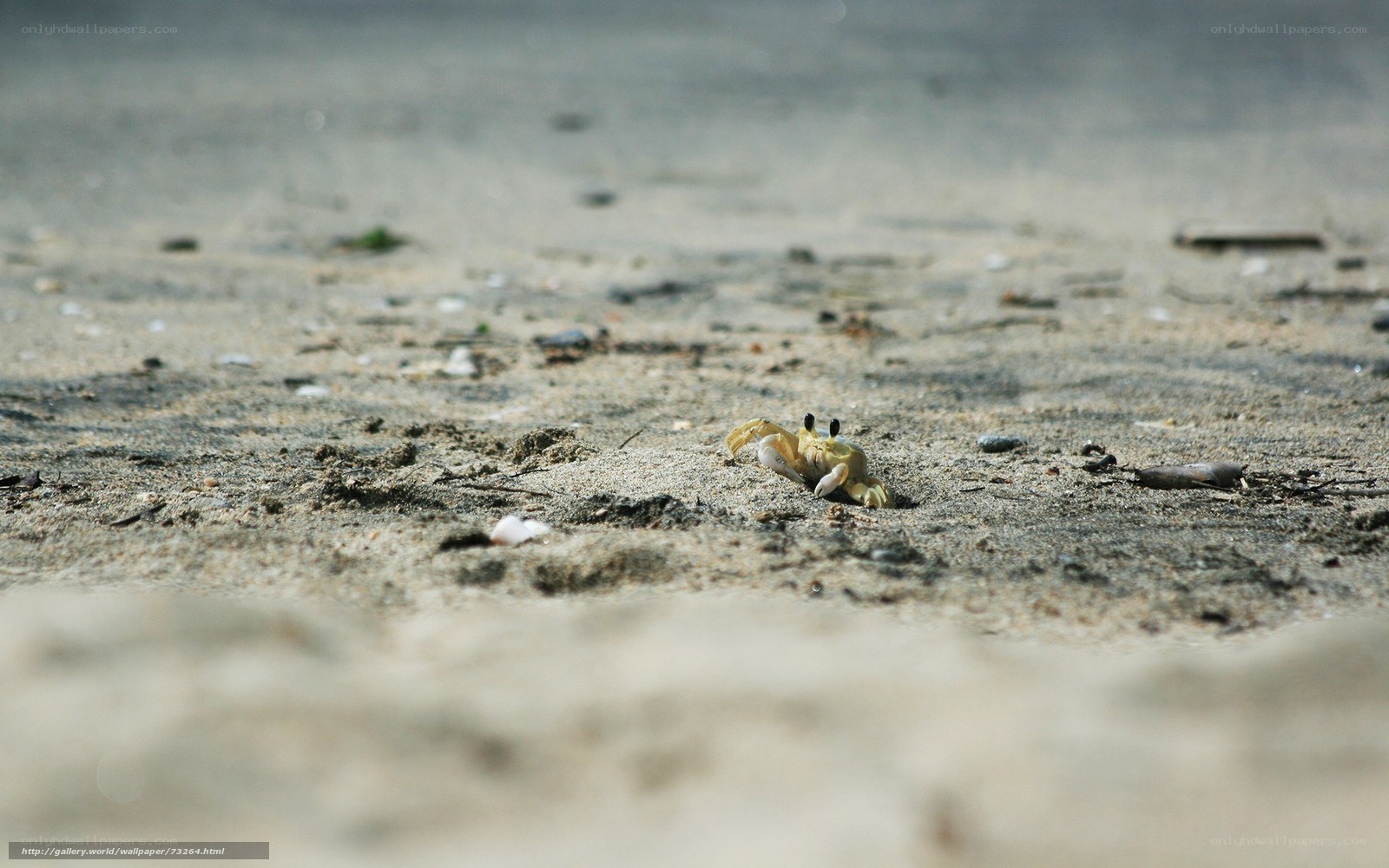 Small crab on sandy beach