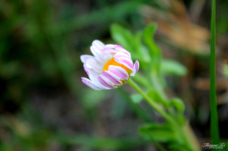 Small Daisy Flower
