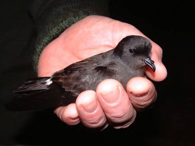 Small Dark Bird