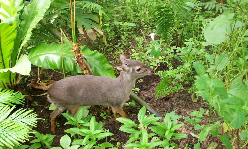 Small Deer in Foliage