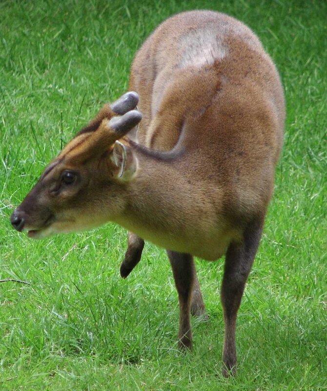 Small Deer in Grass