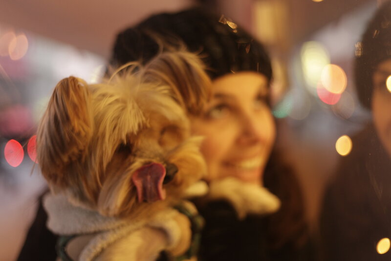 Small Dog Being Held