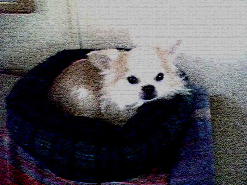 Small Dog in Bed