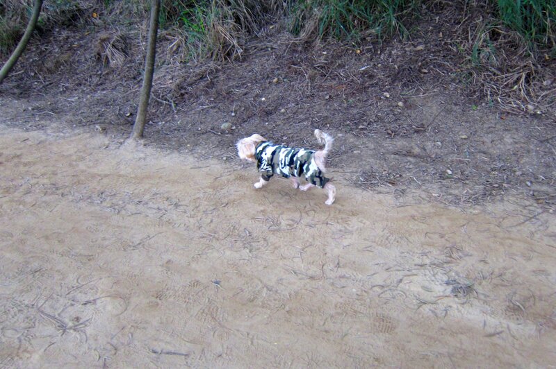 Small Dog in Camouflage