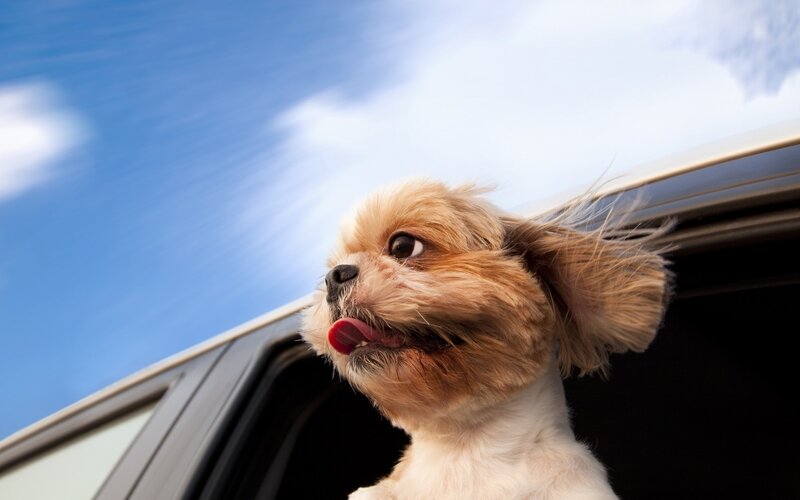 Small Dog in Car — Blue