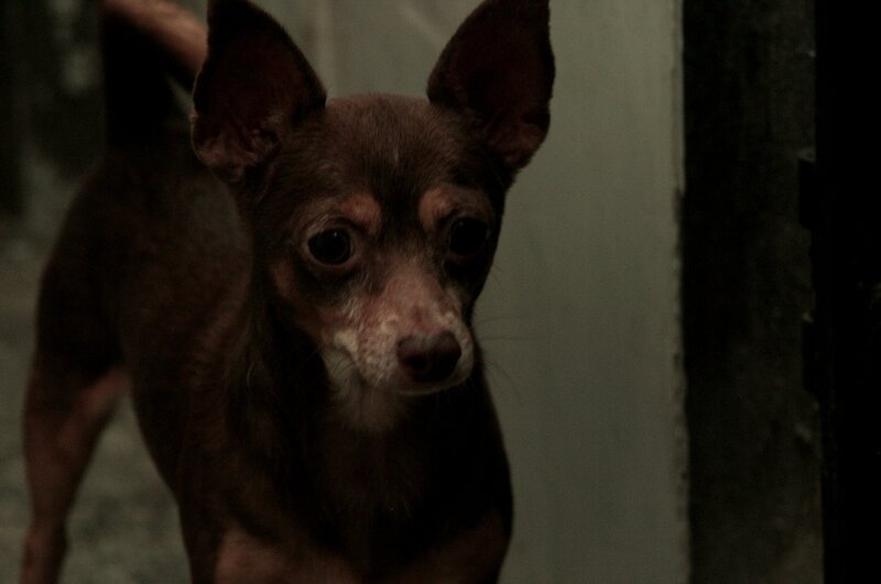 small dog in dim light