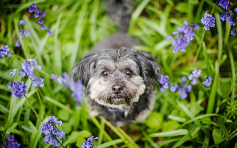 Small Dog in Flowers — Green, Calm