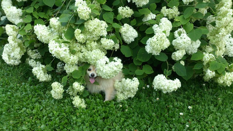 Small Dog in Flowers — Green