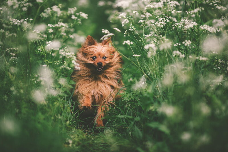 Small Dog in Flowers