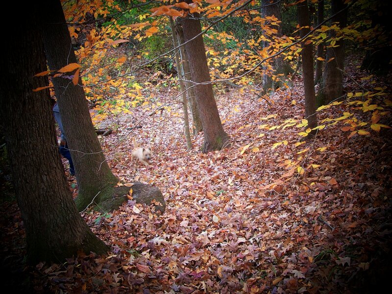 Small Dog in Forest