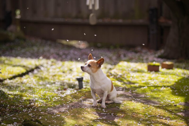 Small Dog in Garden — Green