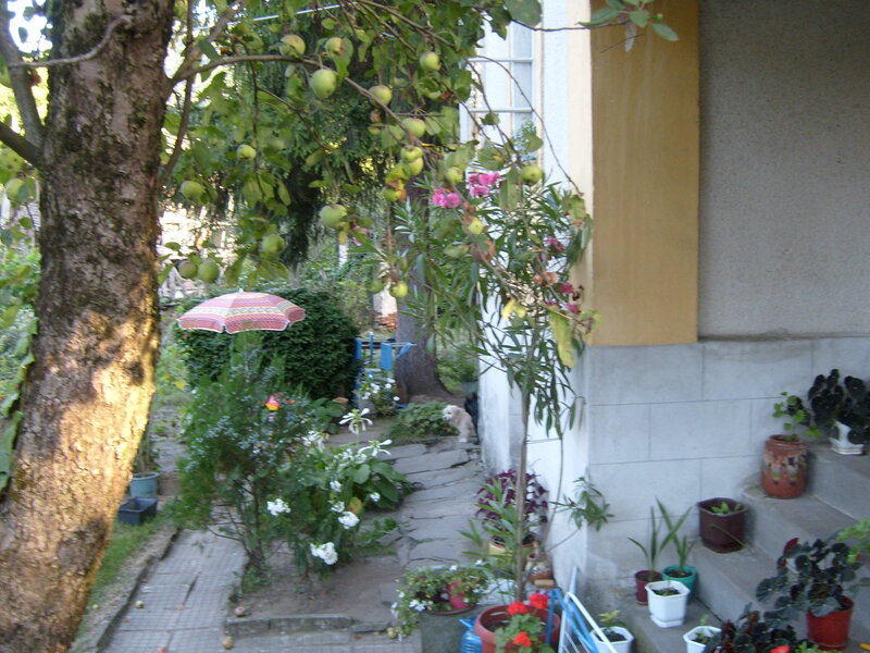 Small Dog in Garden