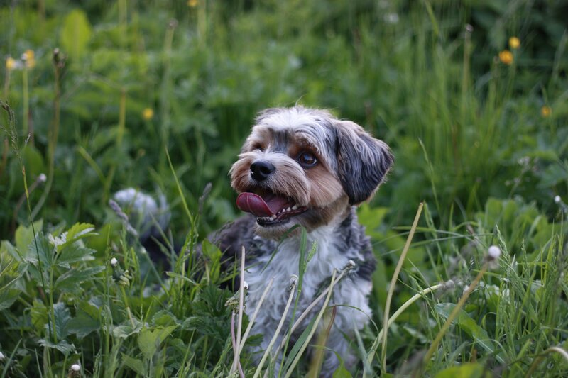Small Dog in Grass — Green