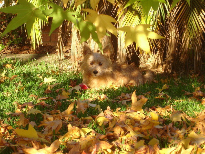 Small Dog in Grass