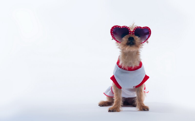 Small Dog in Heart Sunglasses