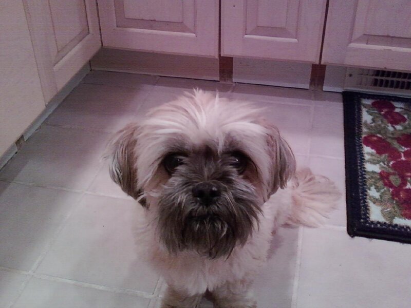 small dog in kitchen