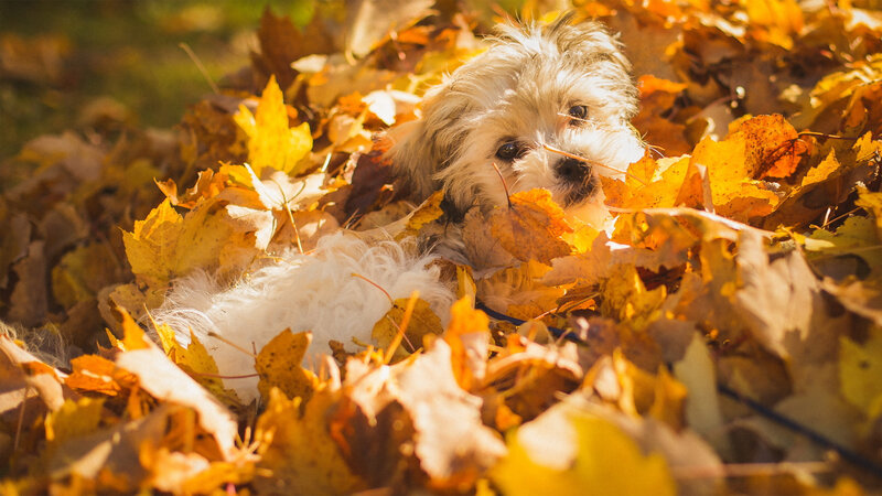 Small Dog in Leaves