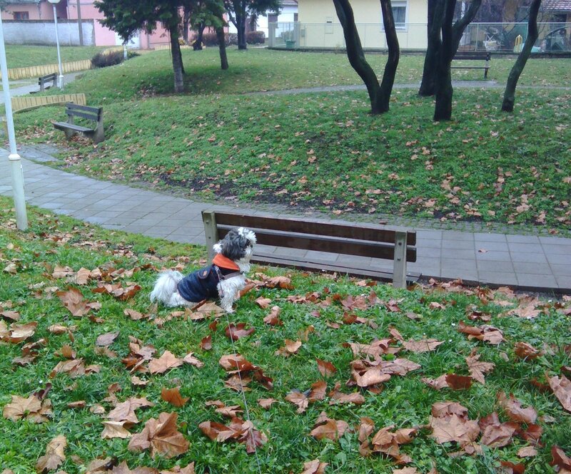 Small Dog in Park