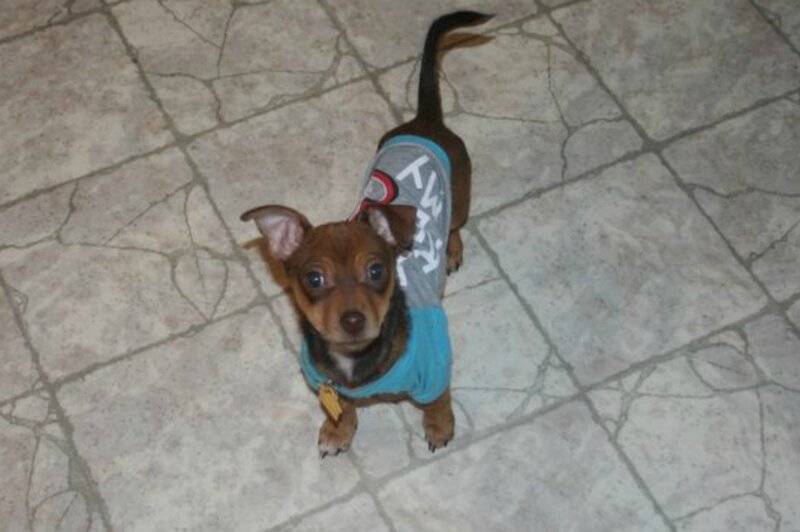 Small Dog in Shirt