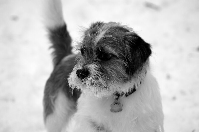 Small Dog in Snow — Black