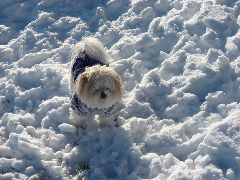 Small Dog in Snow