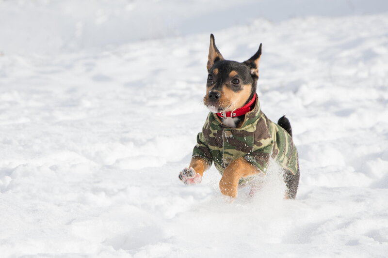 Small Dog in Snow — White, Active