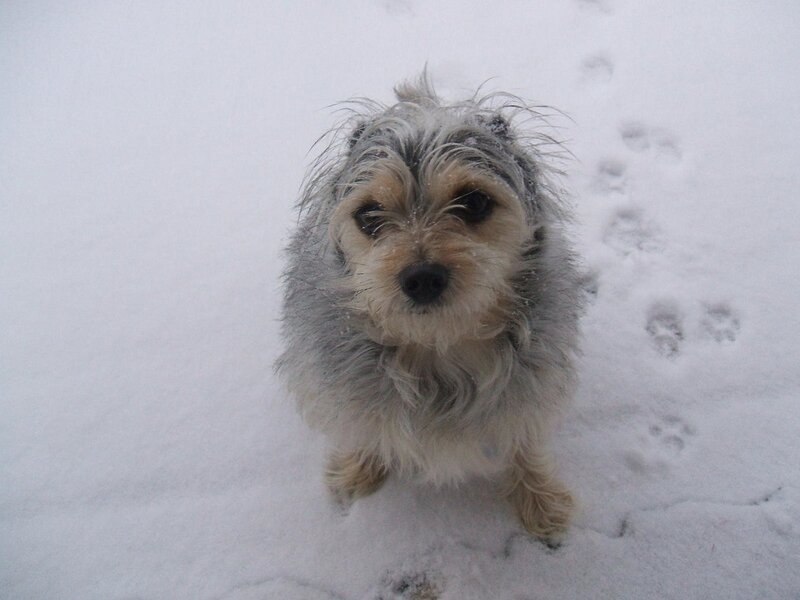 Small Dog in Snow — White