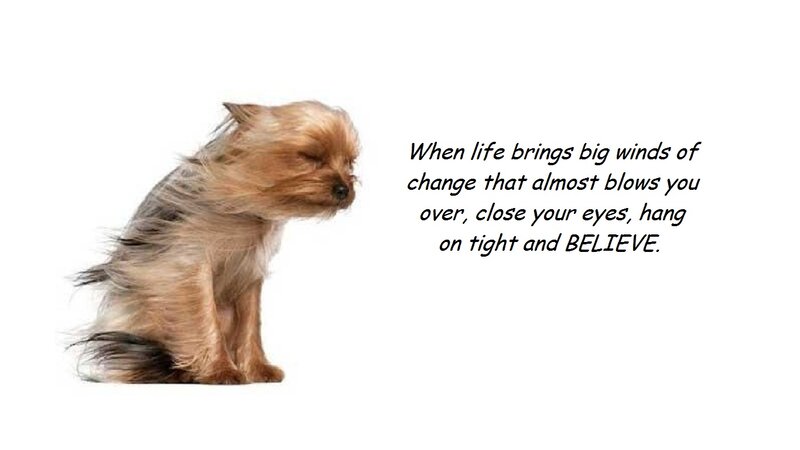 Small Dog in Wind