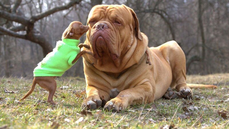 Small Dog Licking Large Dog