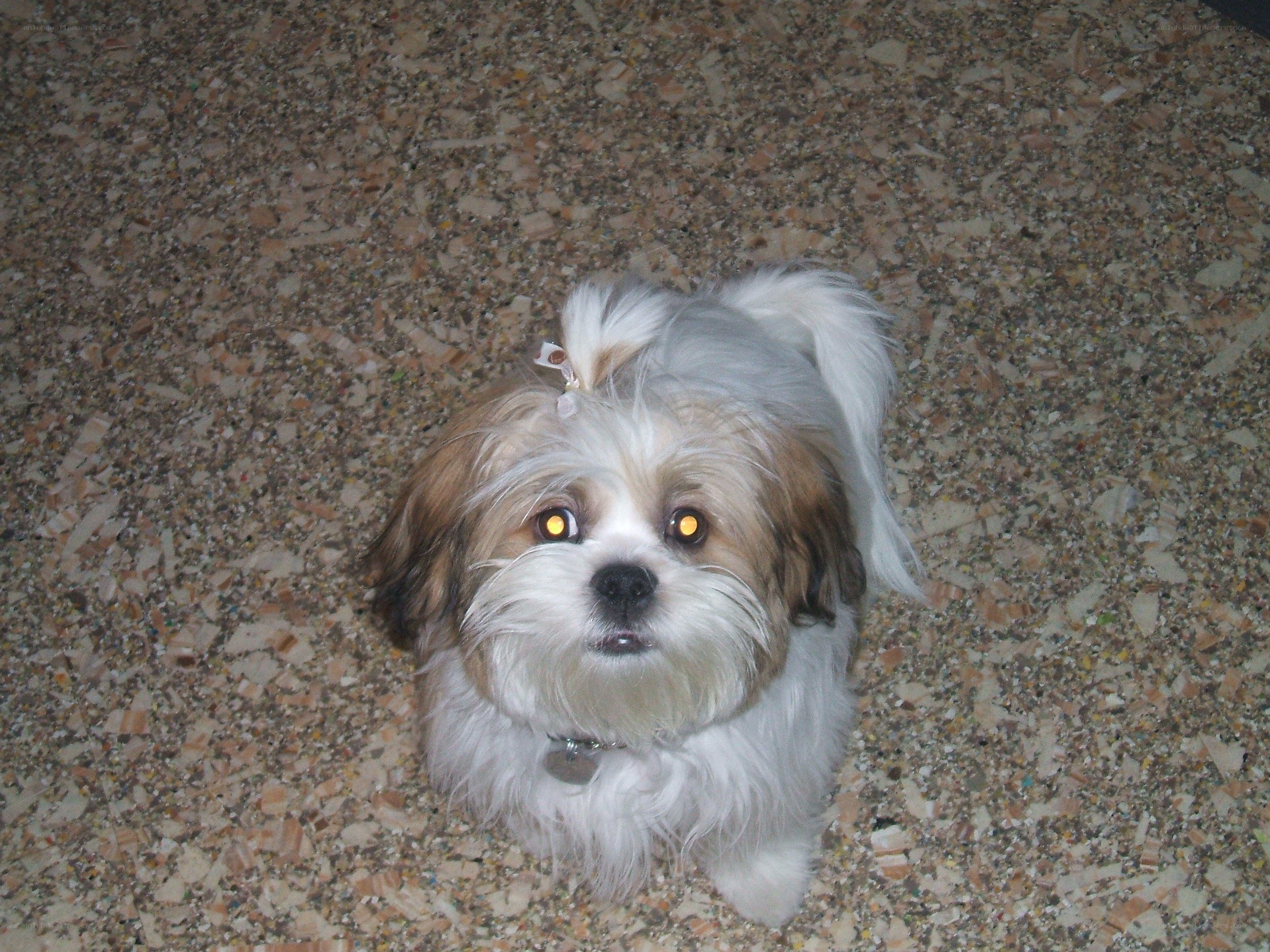 small dog looking up