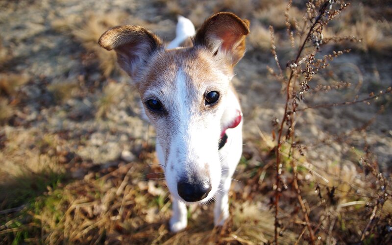 Small Dog Looking Up — Brown