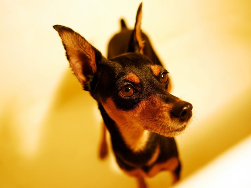 small dog looking up