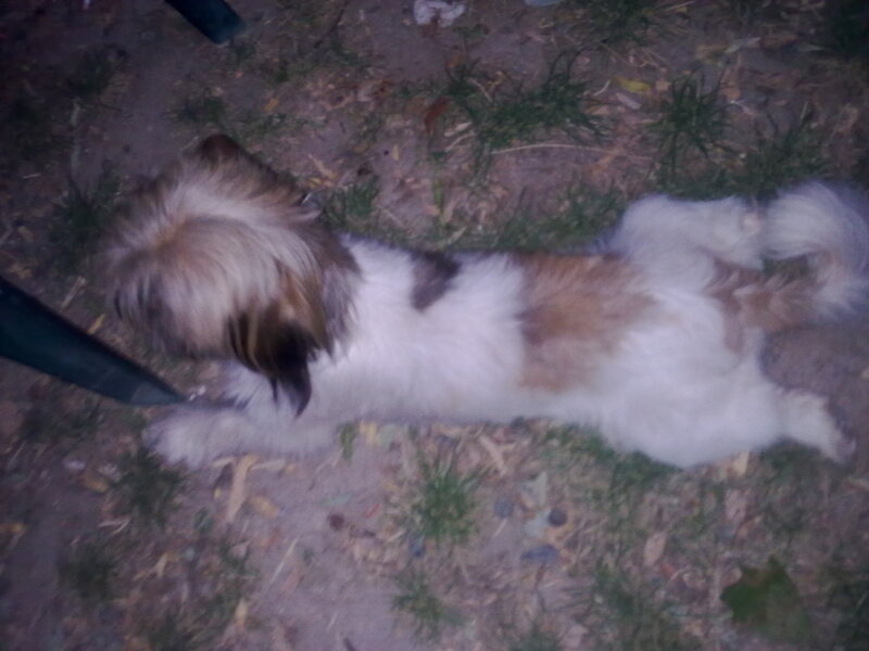 Small Dog Lying Down
