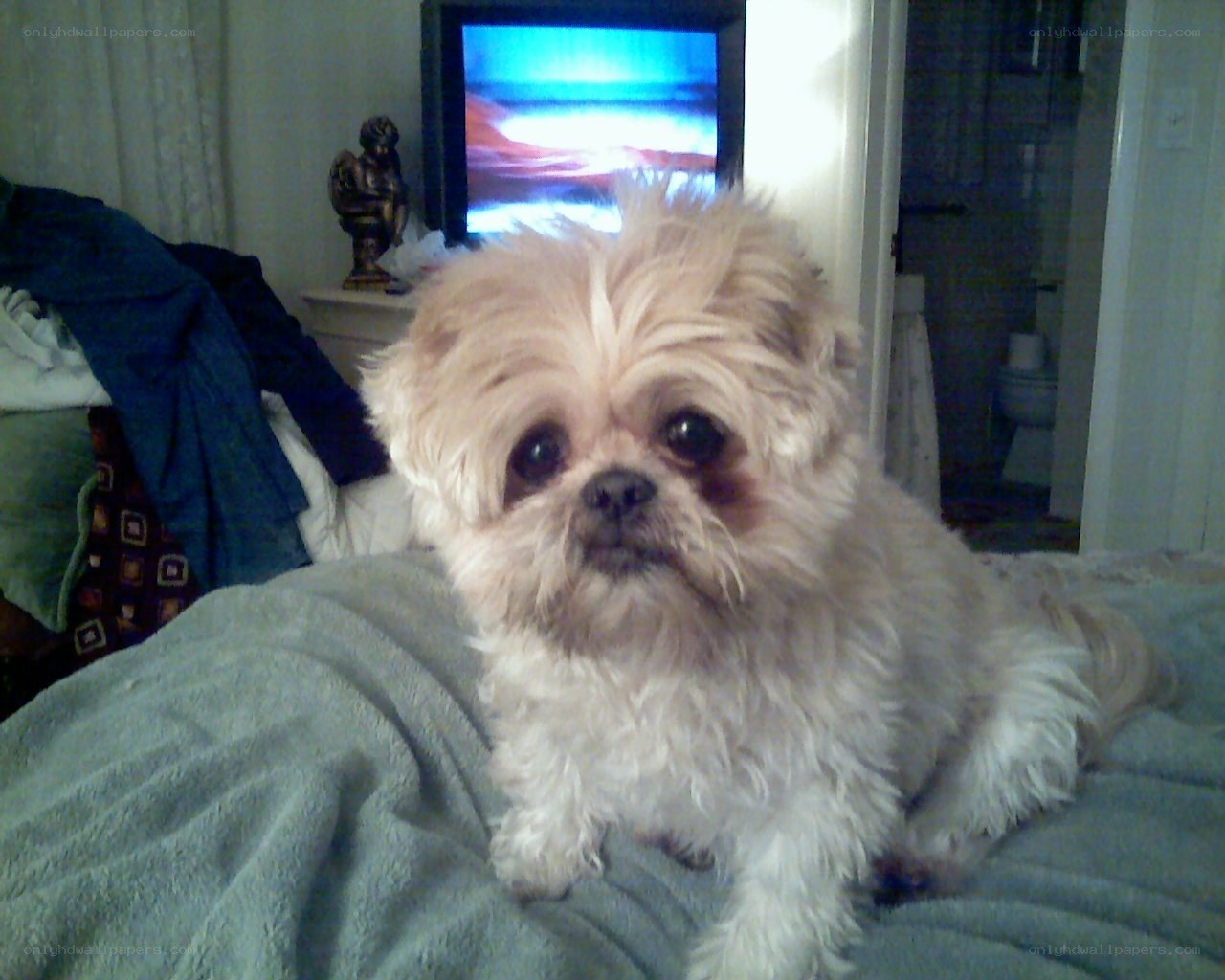 small dog on a bed