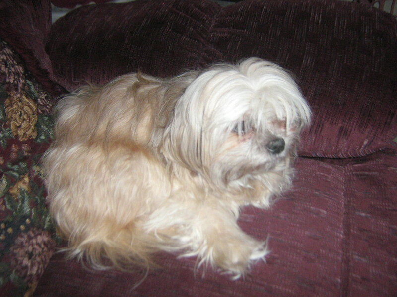 small dog on a couch