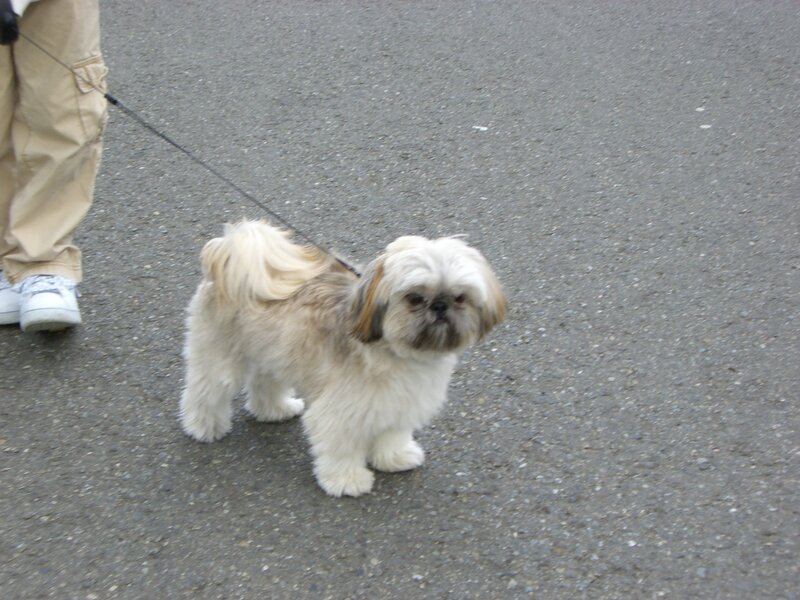 small dog on a leash