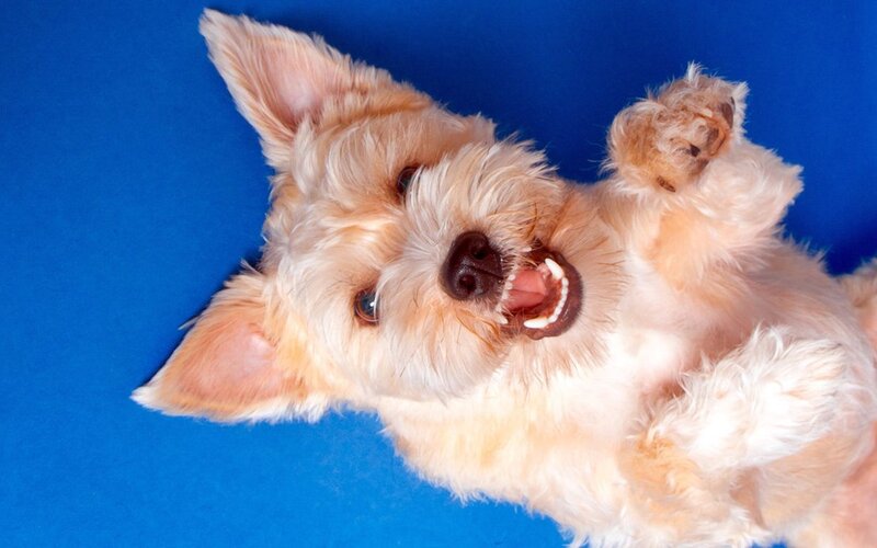 Small Dog on Back — Blue