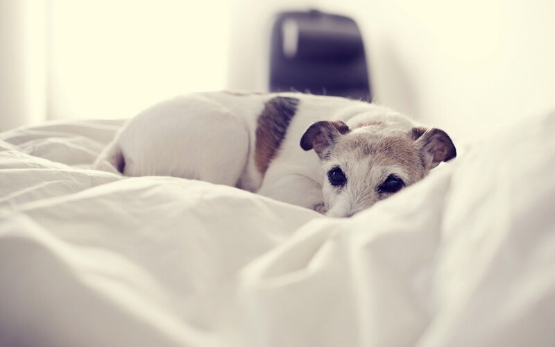 Small Dog on Bed — White, Calm, Photograph, Blanket