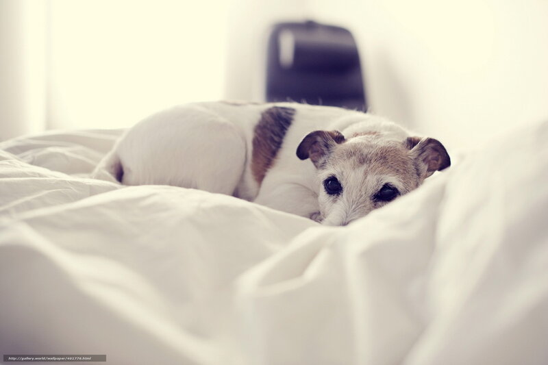 Small Dog on Bed — White, Calm, Photograph