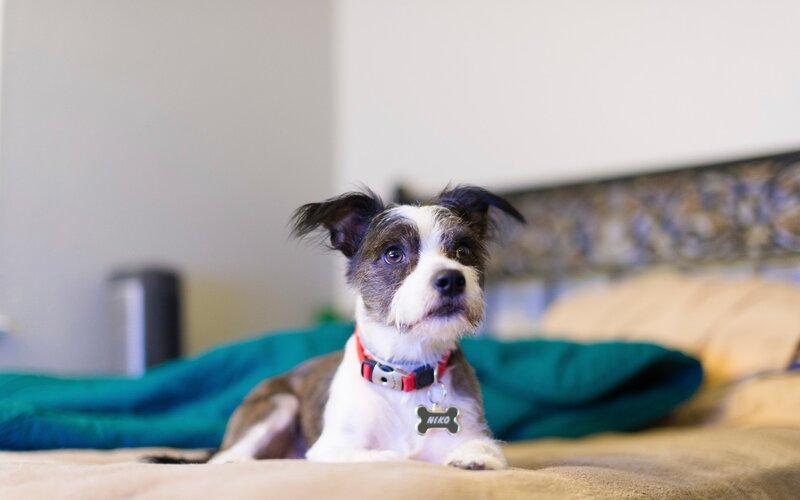 Small Dog on Bed — White, Calm