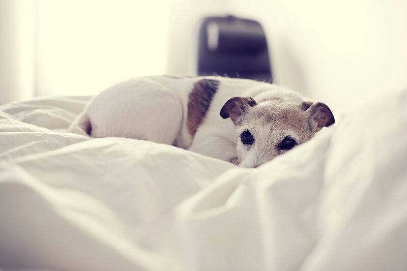 Small Dog on Bed — White