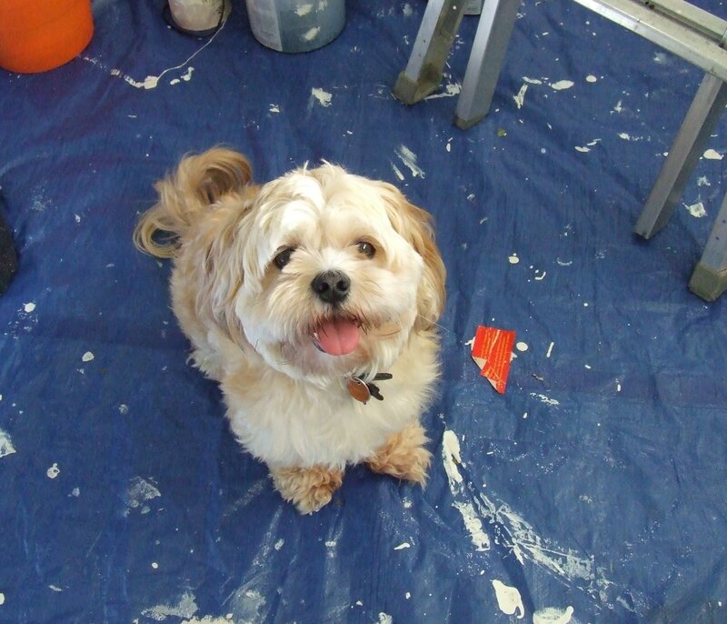 Small Dog on Blue Tarp