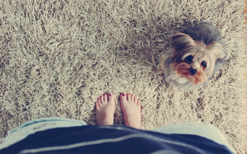 Small Dog on Carpet — Gray