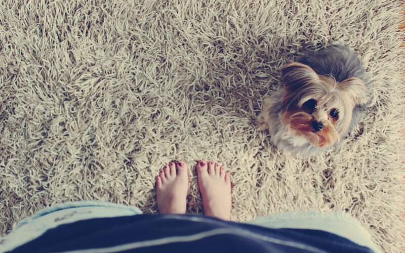 Small Dog on Carpet