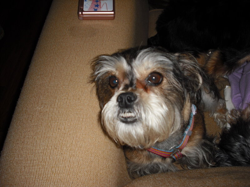 Small Dog on Couch
